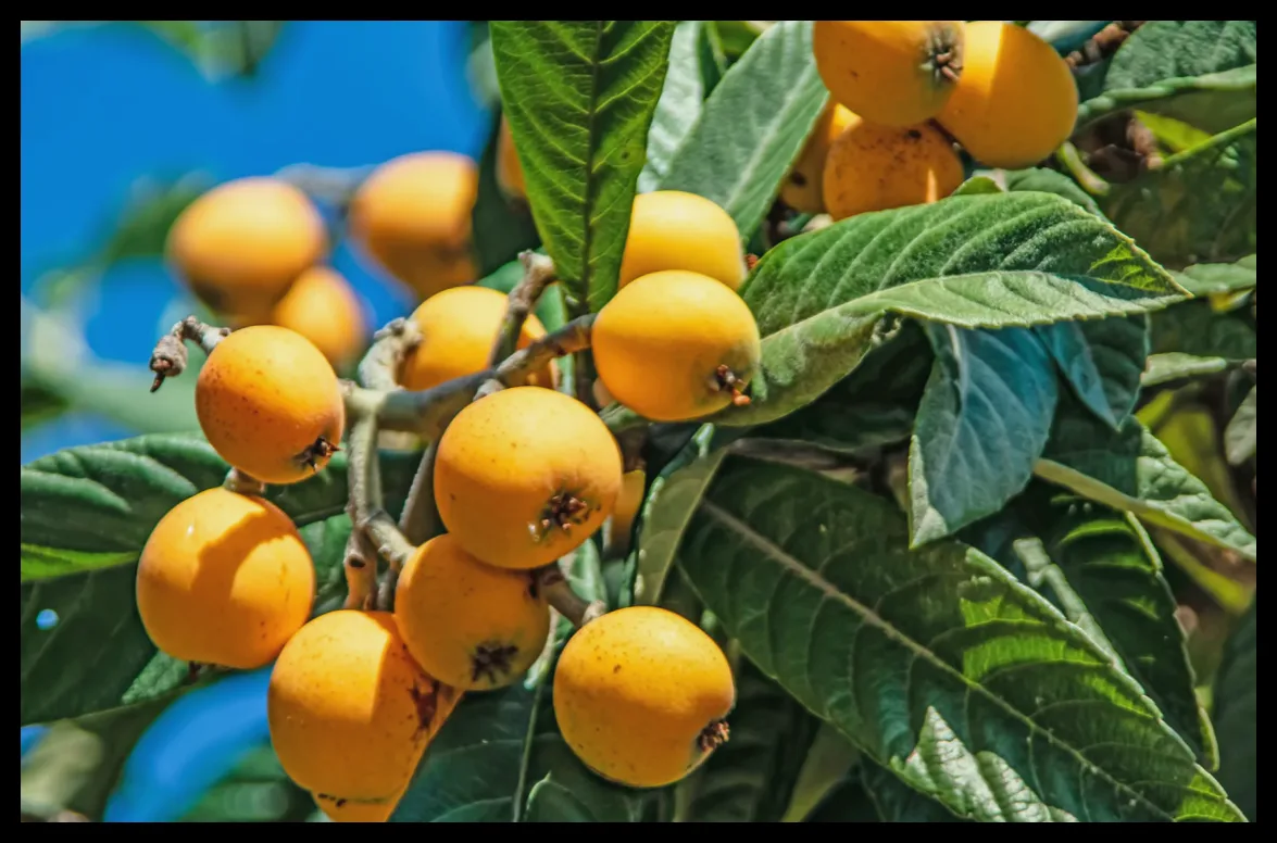خواص درمانی میوه لوکات؛ از تقویت ایمنی تا کاهش التهاب و کنترل قند خون